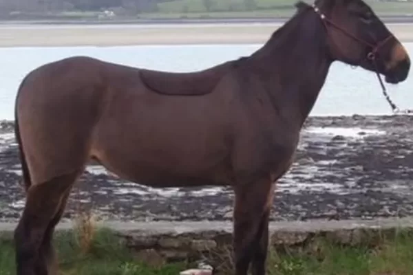 RUYADA  MELEZ AT GÖRMEK