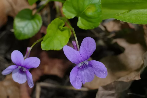 RUYADA   MENEKŞE GÖRMEK