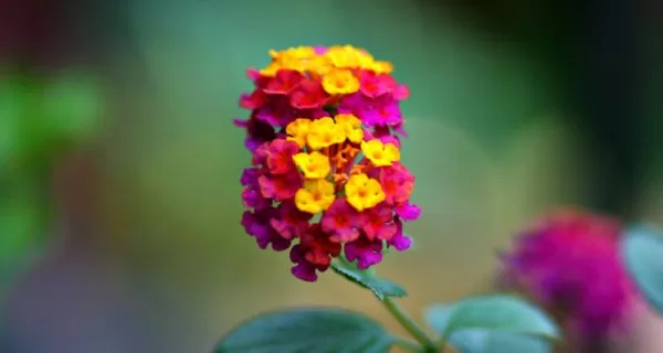 RUYADA  MENSUR ÇİÇEĞİ GÖRMEK