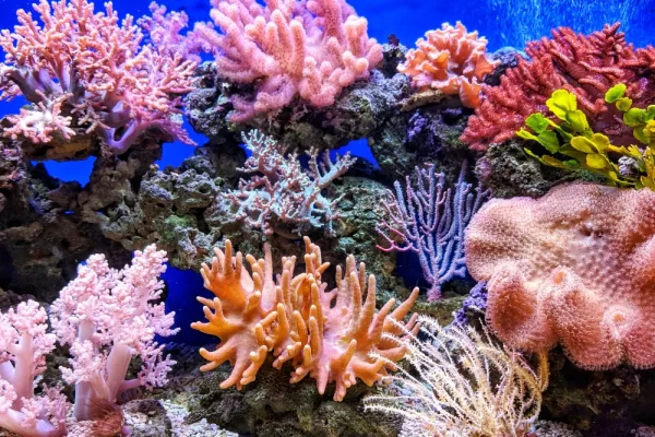 RUYADA   MERCAN GÖRMEK