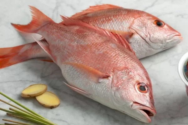 RUYADA  MERCAN BALIĞI GÖRMEK