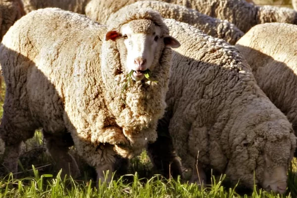 RUYADA  MERİNOS GÖRMEK