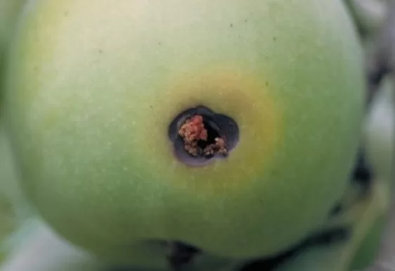 RUYADA  MEYVE  KURDU GÖRMEK