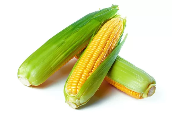 RUYADA   MISIR GÖRMEK