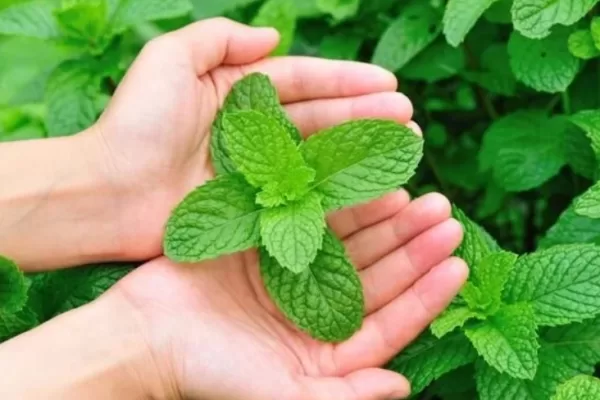 RUYADA  NANE GÖRMEK