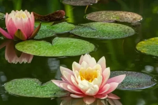 RUYADA   NİLÜFER GÖRMEK