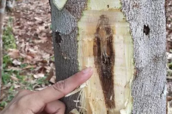 RUYADA  ÖD AĞACI GÖRMEK