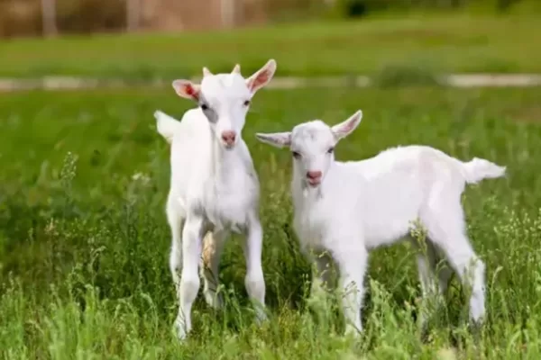 RUYADA  OĞLAK GÖRMEK