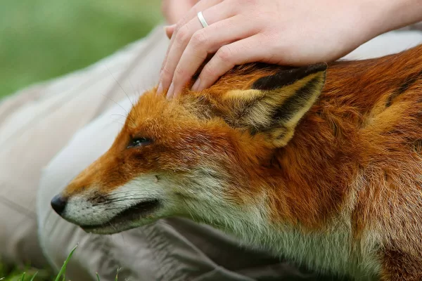 RUYADA  OKŞAMAK GÖRMEK