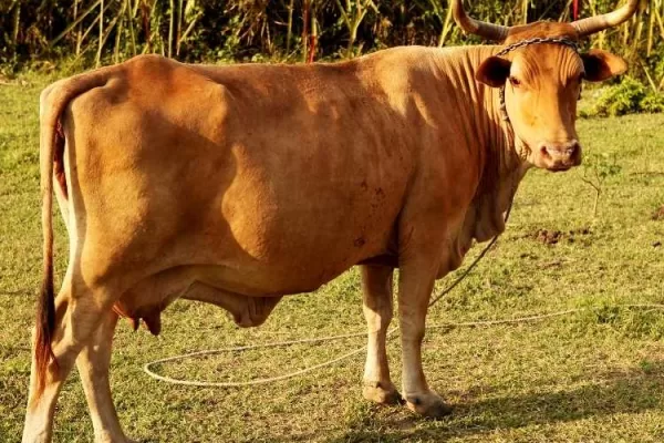 RUYADA   ÖKÜZ GÖRMEK