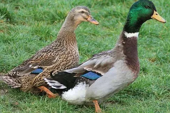 RUYADA  ÖRDEK GÖRMEK