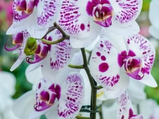 RUYADA   ORKİDE  ÇİÇEĞİ GÖRMEK