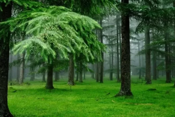 RUYADA   ORMAN GÖRMEK