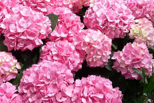 RUYADA  ORTANCA GÖRMEK