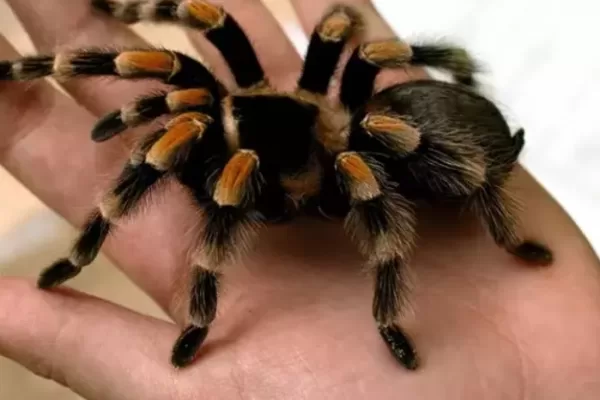 RUYADA  ÖRÜMCEK GÖRMEK