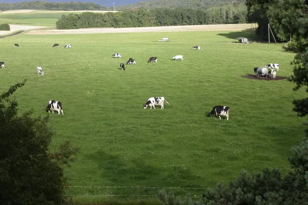 RUYADA  OTLAK GÖRMEK