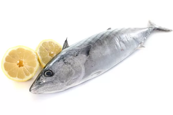 RUYADA   PALAMUT GÖRMEK