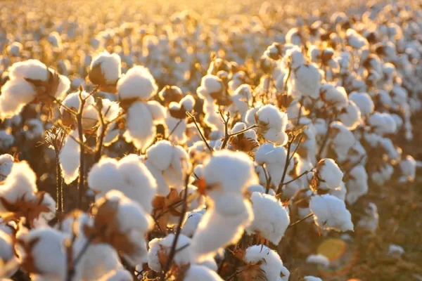 RUYADA    PAMUK GÖRMEK