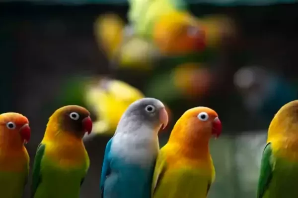 RUYADA  PAPAĞAN GÖRMEK