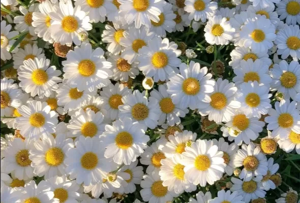 RUYADA  PAPATYA GÖRMEK