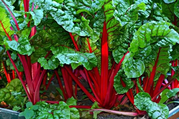 RUYADA   PAZI GÖRMEK