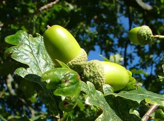 RUYADA   PELİT  AĞACI GÖRMEK