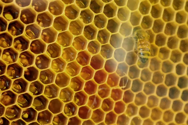 RUYADA  PETEK GÖRMEK