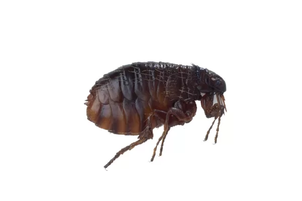 RUYADA   PİRE GÖRMEK