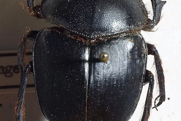 RUYADA  PİSLİK BÖCEĞİ GÖRMEK