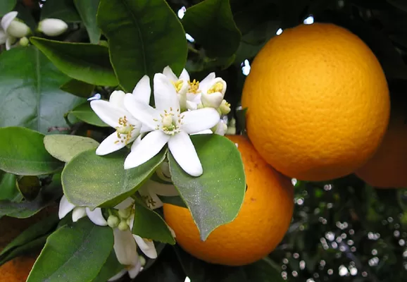 RUYADA   PORTAKAL GÖRMEK