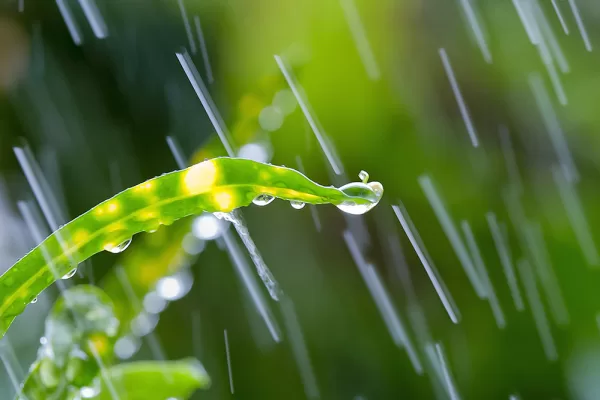 RUYADA   RAHMET GÖRMEK