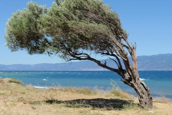 RUYADA  RÜZGARLAR GÖRMEK