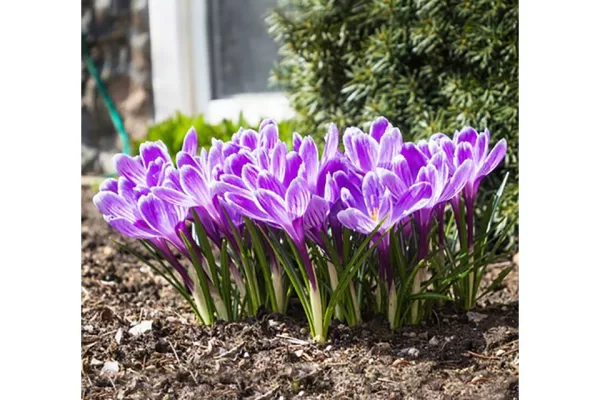 RUYADA   SAFRAN  OTU GÖRMEK