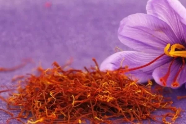 RUYADA  SAFRAN ÇİÇEĞİ GÖRMEK