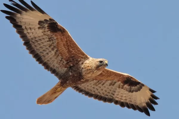 RUYADA   ŞAHİN GÖRMEK