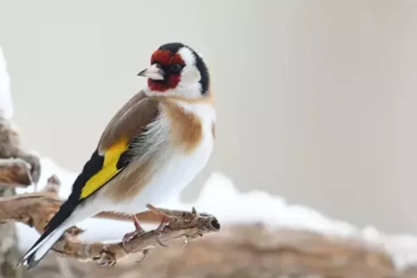 RUYADA   SAKA GÖRMEK