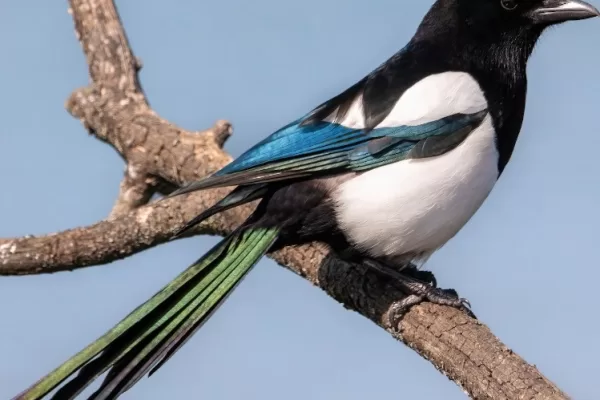 RUYADA   SAKSAĞAN GÖRMEK