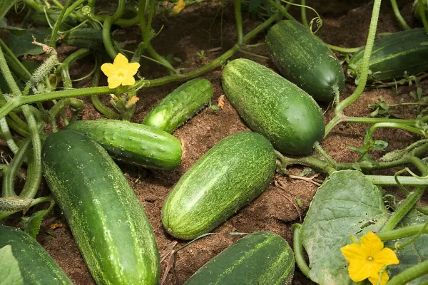 RUYADA   SALATALIK GÖRMEK