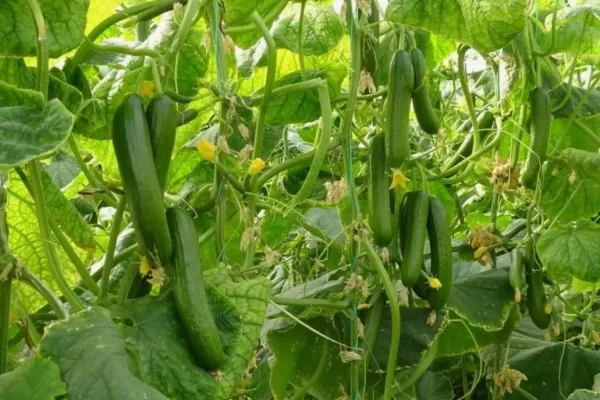 RUYADA   SALATALIK  TARLASI GÖRMEK