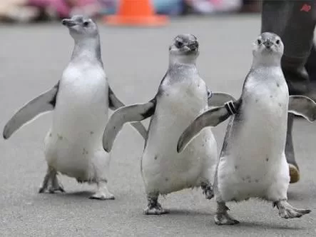 RUYADA  SALLANARAK YÜRÜMEK GÖRMEK