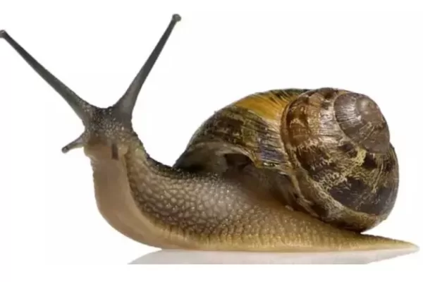 RUYADA  SALYANGOZ GÖRMEK