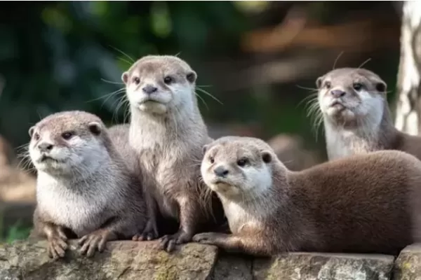 RUYADA  SAMUR GÖRMEK