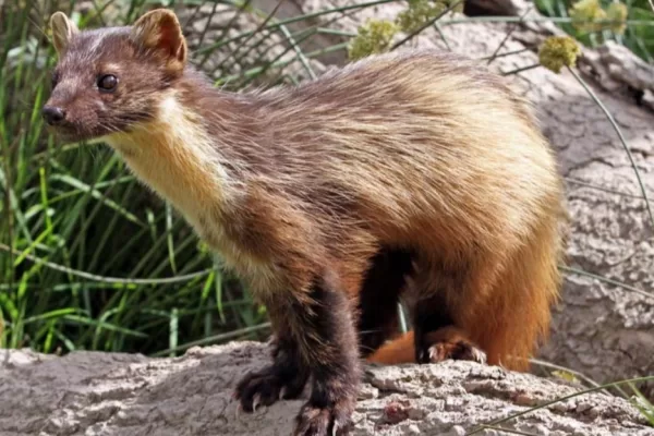 RUYADA  SANSAR GÖRMEK