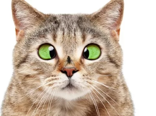 RUYADA  ŞAŞI OLMAK GÖRMEK