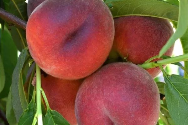 RUYADA  ŞEFTALİ GÖRMEK