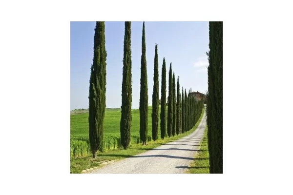 RUYADA  SELVI GÖRMEK