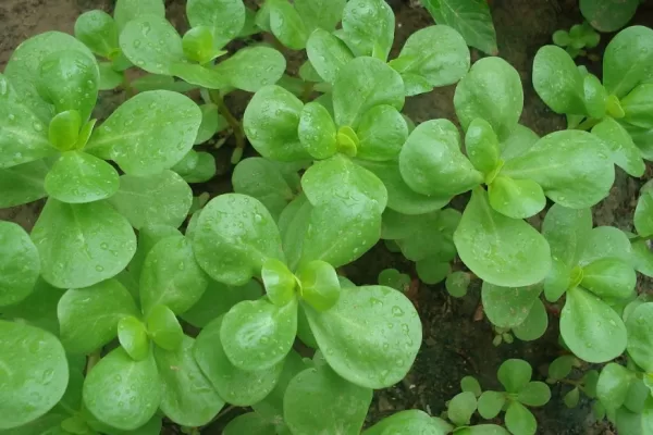 RUYADA   SEMİZOTU GÖRMEK