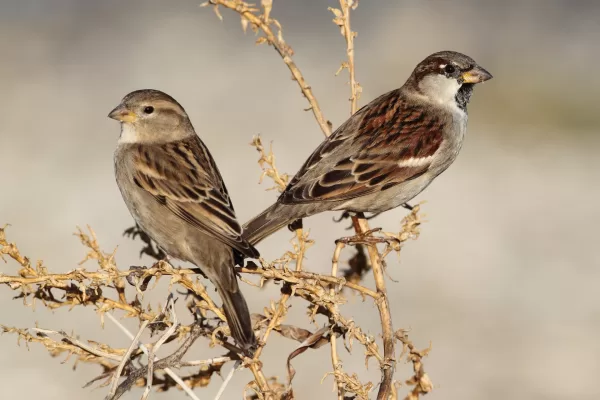 RUYADA  SERÇE GÖRMEK