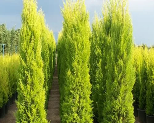 RUYADA  SERVİ GÖRMEK