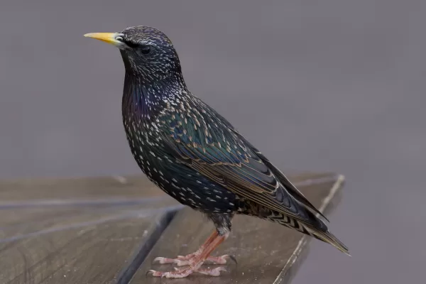 RUYADA  SIĞIRCIK KUŞU GÖRMEK